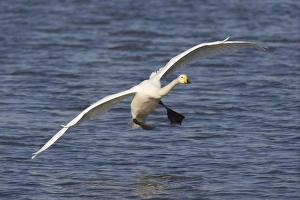 Whooper Swan (Cygnus cygnus) adult, in flight, landing on flooded washes, Welney W. W. T. Reserve, Ouse Washes, Norfolk, England, winter
