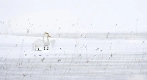 Whooper Swan (Cygnus cygnus) adult pair, displaying on frozen lake with snow, Sweden, winter