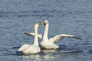 Displays Prints: Whooper Swan (Cygnus cygnus) adult pair