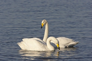 Whooper Swan (Cygnus cygnus) adult pair, swimming on flooded washes, Welney W. W. T. Reserve, Ouse Washes, Norfolk, England, winter