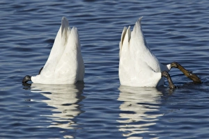 Whooper Swan (Cygnus cygnus) adult pair, up-ending in water, Ouse Washes, Norfolk, England, february