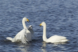 Whooper Swan (Cygnus cygnus) adult pair, displaying on water, Ouse Washes, Norfolk, England, february