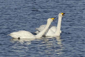 Whooper Swan (Cygnus cygnus) adult pair, displaying in water, Ouse Washes, Norfolk, England, february