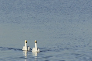 Whooper Swan (Cygnus cygnus) adult pair, swimming, Ouse Washes, Norfolk, England, february