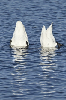 Whooper Swan (Cygnus cygnus) adult pair, up-ending in water, Ouse Washes, Norfolk, England, february