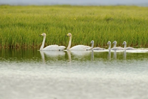Chicks Prints: Whooper Swan (Cygnus cygnus) adult pair and cygnets, swimming on lake, Iceland, July