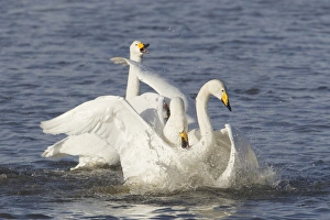 Aggression Prints: Whooper Swan (Cygnus cygnus) adults