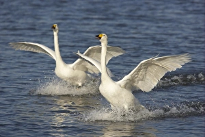 Whooper Swan (Cygnus cygnus) two adults, calling and landing on flooded washes, Welney W. W. T. Reserve, Ouse Washes, Norfolk, England, winter