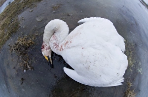 Killing Prints: Whooper Swan (Cygnus cygnus) dead adult, suspected victim of avian flu, Bulgaria, february