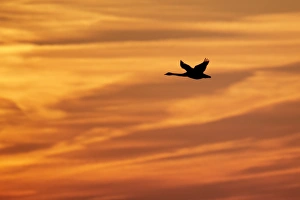 Caerlaverock Prints: Whooper Swan (Cygnus cygnus) in flight, silhouetted at sunrise, Caerlaverock W. W. T