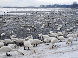 Winters Prints: Whooper Swan (Cygnus cygnus) flock