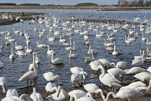 Whooper Swan (Cygnus cygnus) flock, feeding at edge and swimming on lake habitat, Martin Mere, Lancashire, England