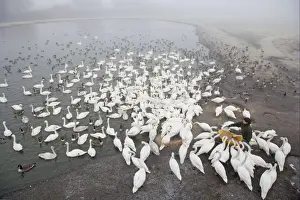 Caerlaverock Prints: Whooper Swan (Cygnus cygnus), Mute Swan (Cygnus olor) and Canada Goose (Branta canadensis) flock