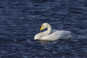 Whooper Swan swimming on Ardnave Loch on Islay Scotland