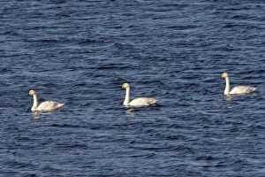 Whooper Swans on Lake Ardnave at Loch Gruinart, Isle of Islay Scotland