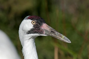Crane Prints: Whooping Crane (Grus americana) adult, close-up of head (captive)