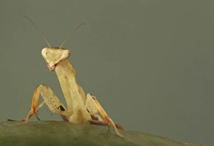 Mantodea Prints: Wide-armed Mantis (Cilnia humeralis) adult, resting on leaf (captive)