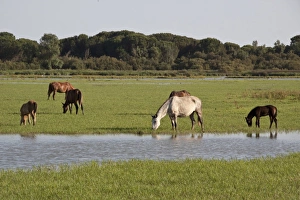Rocio Prints: Wild Andalusian horse roam marshes at El Rocio