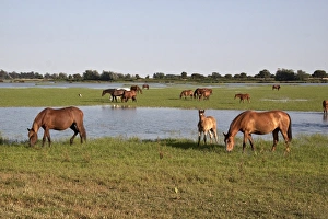 Wild Andalusian horse roam marshes at El Rocio