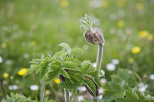 Orkney Prints: Wild Angelica (Angelica sylvestris) in bud