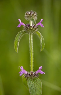 Rumania Prints: Wild Basil (Clinopodium vulgare) flowering, growing on chalk downland, Romania, June
