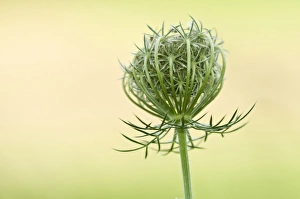 Seed Heads Prints: Wild Carrot (Daucus carota) close-up of seedhead