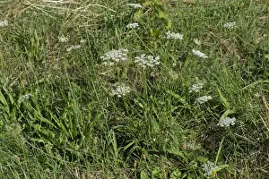 Wild Prints: Wild carrot, Daucus carota, flowering in wild grassland in France