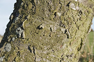 Mazzard Prints: Wild Cherry (Prunus avium) close-up of bark, Wickham Skeith, Suffolk, England, october