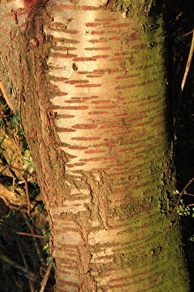 Boles Prints: Wild Cherry (Prunus avium) close-up of trunk, Bacton, Suffolk, England, november