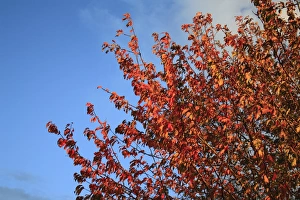 Color Prints: Wild Cherry (Prunus avium) leaves in autumn colour, Bacton, Suffolk, England, october