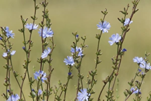 Thames Estuary Prints: Wild Chicory (Cichorium intybus) close-up of flowers