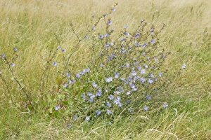 Wild Chicory (Cichorium intybus) flowering, Rainham Marshes RSPB Reserve, Thames Estuary, Essex, England, august