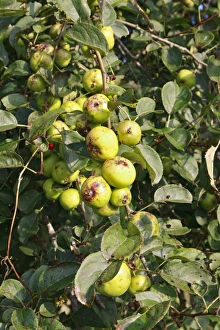 Wildlife Trust Prints: Wild Crabapple (Malus sylvestris) close-up of fruit