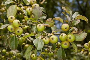 Wild Crabapple (Malus sylvestris) close-up of fruit, New Forest, Hampshire, England, August