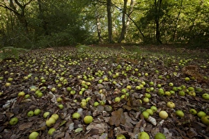Malus Prints: Wild Crabapple (Malus sylvestris) fallen fruit