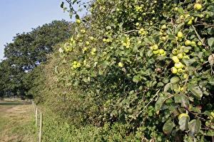 Wildlife Trust Prints: Wild Crabapple (Malus sylvestris) fruit