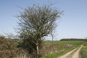 Malus Prints: Wild Crabapple (Malus sylvestris) habit