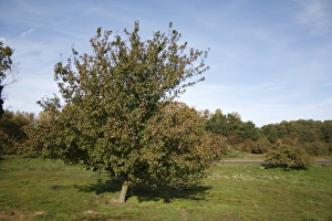 Wild Crabapple (Malus sylvestris) habit, growing on lowland heathland reserve, Wortham Ling, Suffolk, England, october