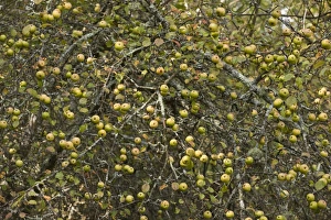 Malus Prints: Wild Crabapple (Malus sylvestris) mass of fruit on tree