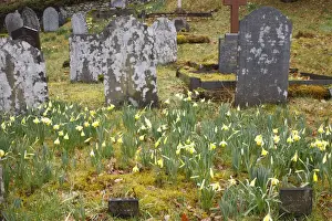 Wild Daffodil (Narcissus pseudonarcissus) flowering, mass growing amongst headstones in graveyard habitat, Ceredigion