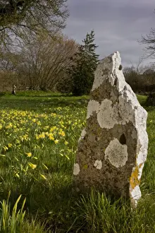 Headstone Prints: Wild Daffodil (Narcissus pseudonarcissus) flowering mass