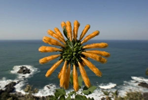 Lamiaceae Prints: Wild Dagga (Leonotis leonurus) flowering