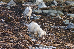 Wild Prints: Wild feral Goats feeding on seawwed - Jura Scotland