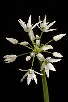 Wild Prints: Wild garlic or ramsons, Allium ursinum, flower and white florets