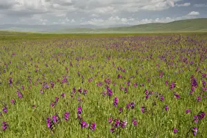 Landscape Prints: Wild Gladiolus (Gladiolus kotschyanus) flowering mass