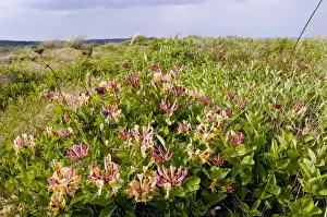 Vine Prints: Wild Honeysuckle (Lonicera periclymenum) flowering