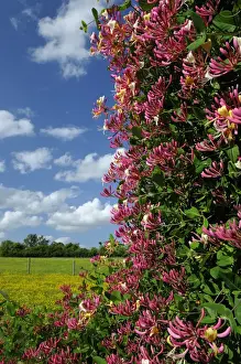Wild Honeysuckle (Lonicera periclymenum) flowering, growing in rural habitat, Oxfordshire, England