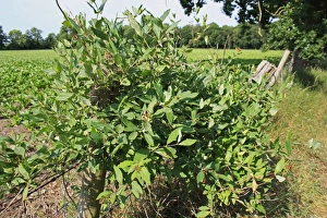 Vine Prints: Wild Honeysuckle (Lonicera periclymenum) leaves