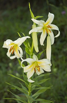 Wild Lily (Lilium kesselringii) flowering, Pontic Mountains, Anatolia, Turkey, July