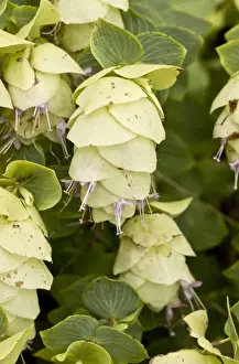 Middle East Prints: Wild Marjoram (Origanum munzurense) close-up of flowers, Anatolia, Turkey, July